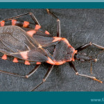 Doença-de-Chagas-pode-afetar-o-intestino?-dr-Fabio-Atui